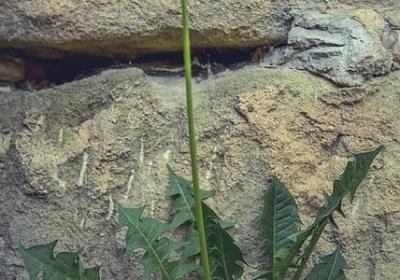 英文一句话经典语录(实用80句)