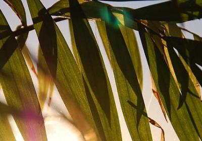 路飞的经典语录(实用81句)