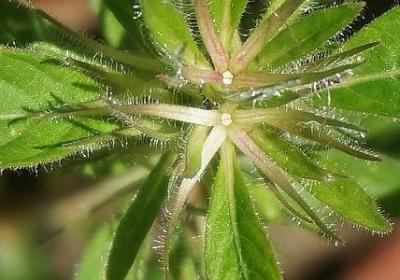 蓝精灵经典语录(推荐40句)