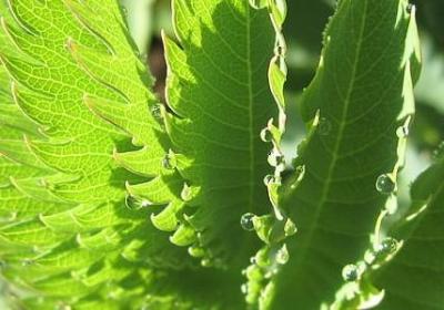 蓝染经典语录(必备20句)