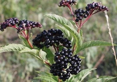 表白经典语录(合集50句)