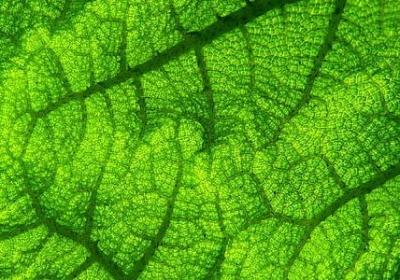 许愿树的经典语录(优选40句)