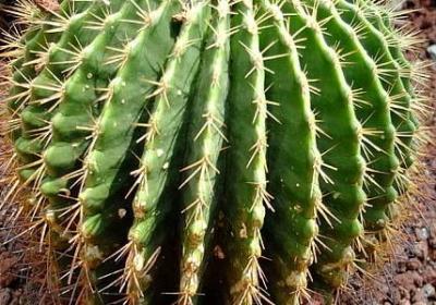 让子弹飞经典语录(通用20句)