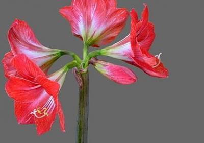 赘婿经典语录(热门90句)