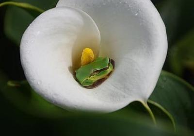 苏菲的世界经典语录(必备51句)