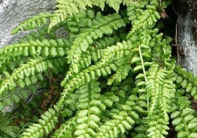 萤火虫小巷经典语录(实用90句)