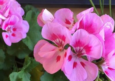 讲究和将就经典语录(推荐52句)