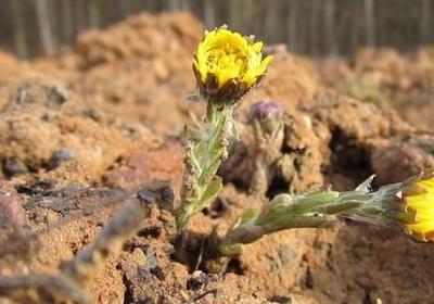 论语经典语录及翻译(必备37句)