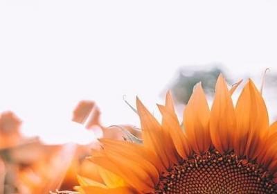 莎士比亚100句经典语录(实用50句)