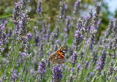 裸婚时代经典语录(实用20句)