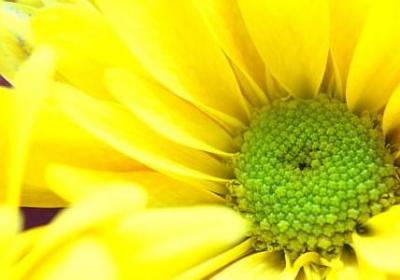 草叶集经典语录(汇总20句)