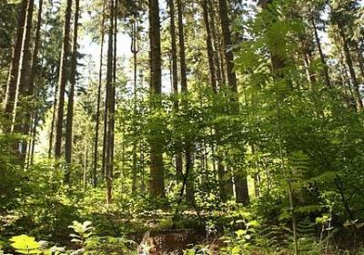 莫泊桑经典语录(推荐40句)