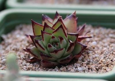 行走的力量经典语录(必备40句)