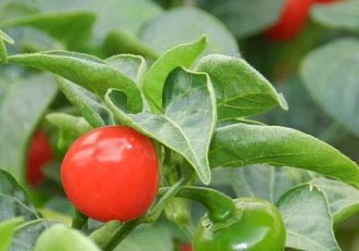 萧伯纳经典语录(推荐20句)