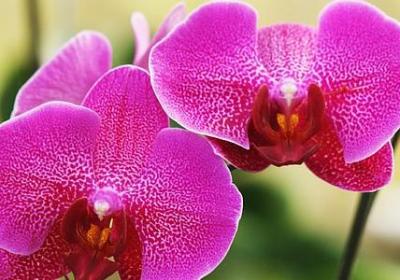 行尸走肉经典语录(合集60句)