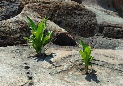 赞美好酒的经典语录(实用60句)