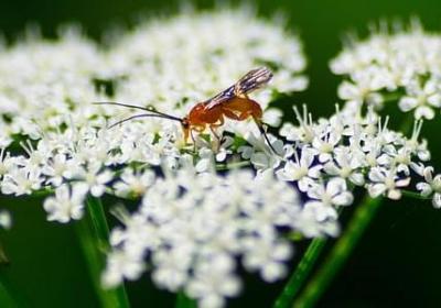 西游记经典语录(推荐59句)