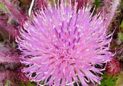 讲诚信的句子经典语录(共37句)