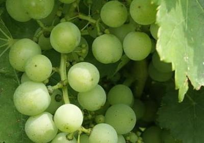 莫言经典语录 朋友或是情人(14句)