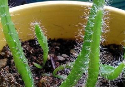 西游记的经典语录(精选60句)