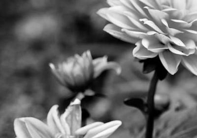 芈月传经典语录(合集60句)