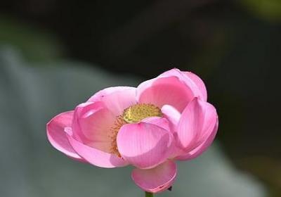 赞美消防员经典语录(汇总40句)