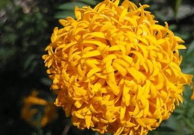 莫强求的经典语录图片(必备60句)