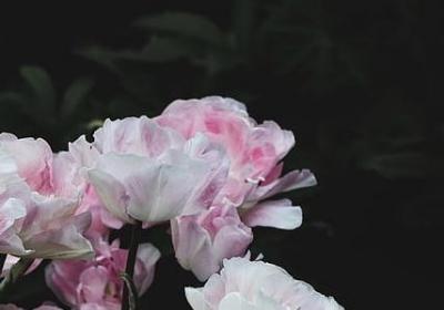 为父亲祈福的句子(共85句)