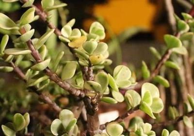 妻妾成群经典语录(合集15句)