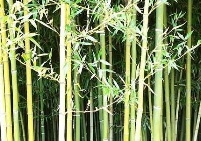 著名作家的经典语录(推荐50句)