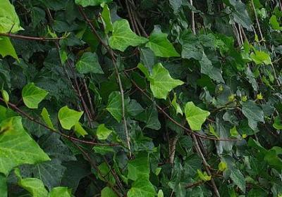 蓝染惣右介经典语录(必备80句)