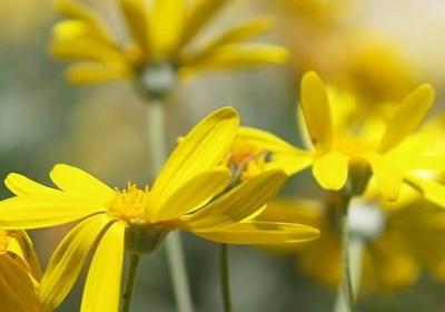 荆棘鸟经典语录(50句)