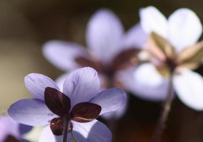 蒙氏经典语录(实用40句)