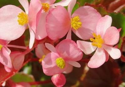 花儿与少年经典语录(优选40句)