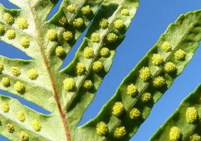 蒋小鱼经典语录(精选40句)