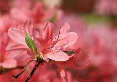 花开花落的经典语录(优选40句)