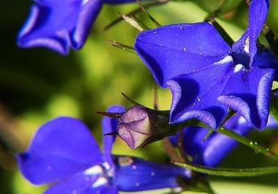 茶诗句经典语录(必备41句)