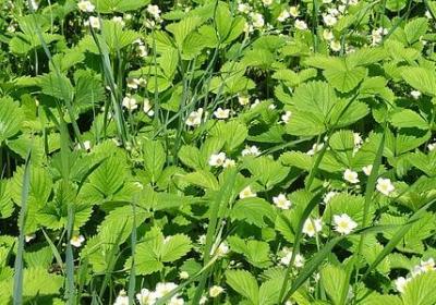 谢你不娶之恩经典语录(实用40句)