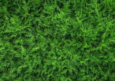 艾弗森经典语录(汇总79句)