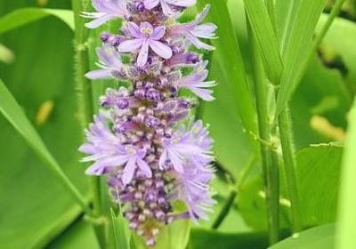 表达爱意的经典语录(优选60句)