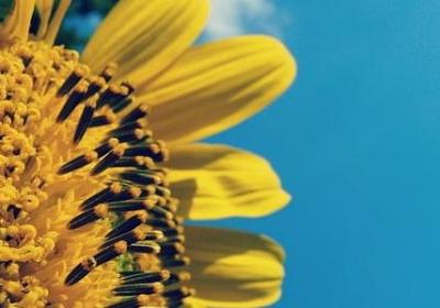 蟹老板的经典语录(必备60句)