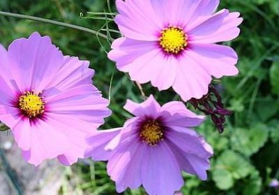 艾斯经典语录(合集50句)