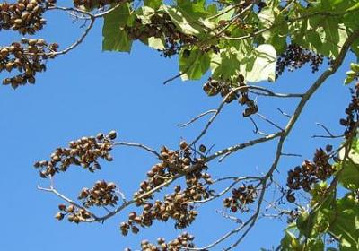 菊与刀经典语录(精选15句)