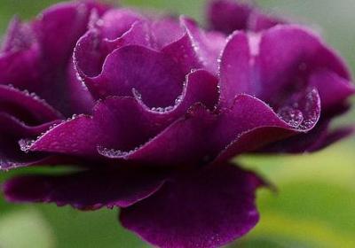 茅盾经典语录(精选60句)