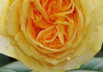 蔡徐坤经典语录(共40句)