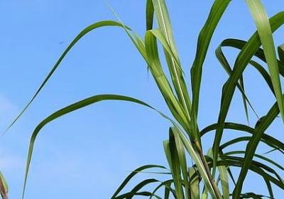 诚信的经典语录(70句)