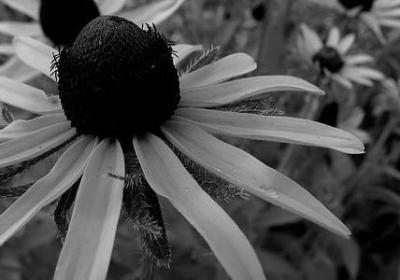 范德彪经典语录(汇总40句)