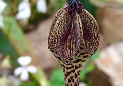 说唱经典语录(汇总70句)