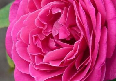 莎士比亚经典语录(共40句)