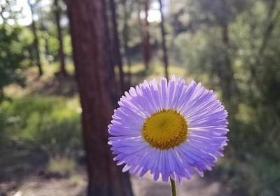 苏轼经典语录(汇总18句)